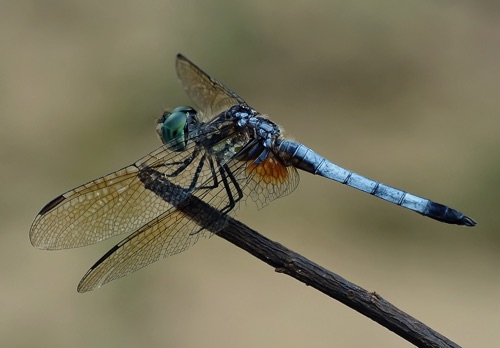 Male
8 Aug 2009  